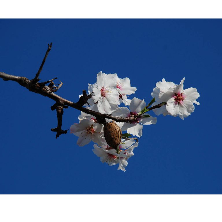 Kurt Keller: Mandelblüte in Gimmeldingen, 2020, Digitalfarbfotografie